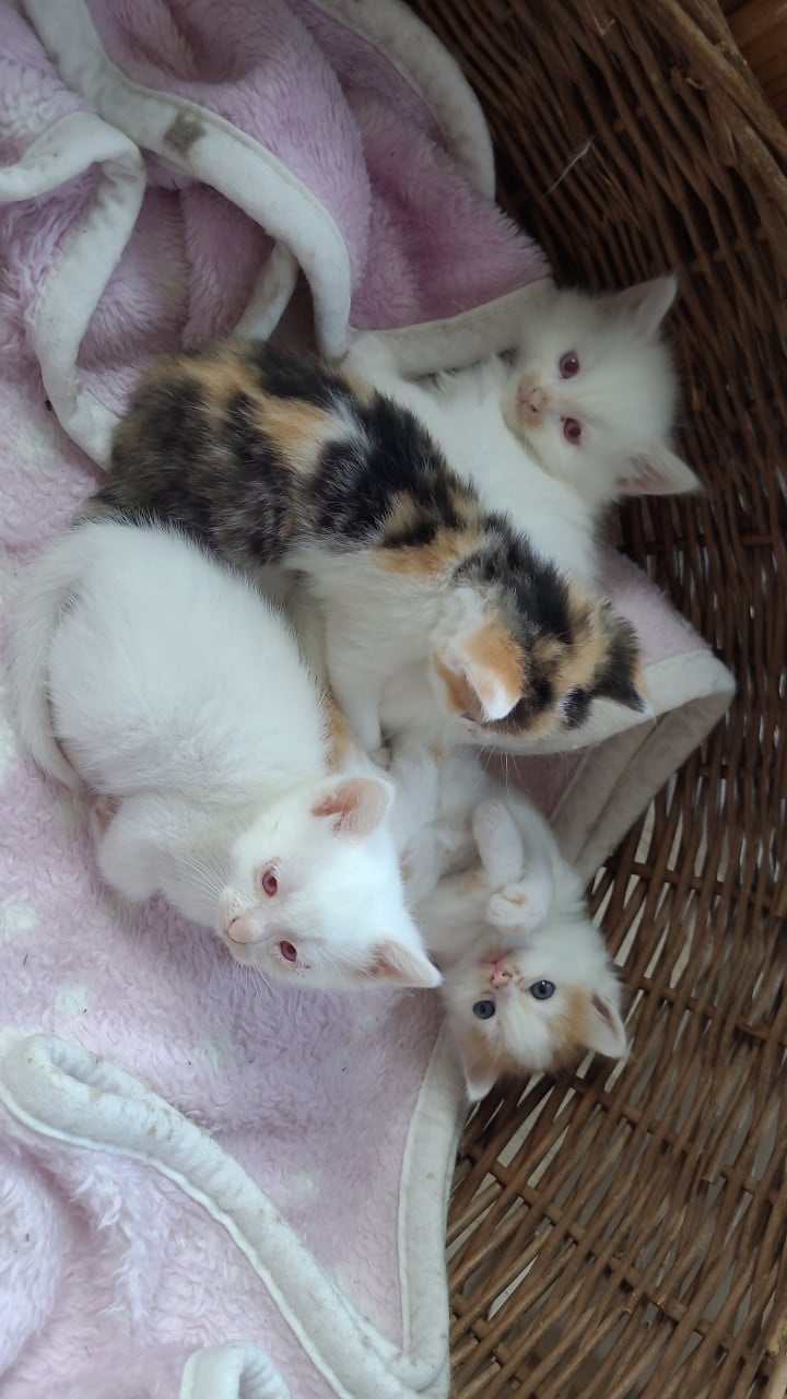 Prachtige kittens