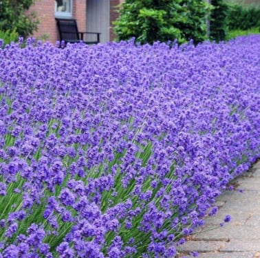 Lavendel 'Munstead' gaan nog bloeien