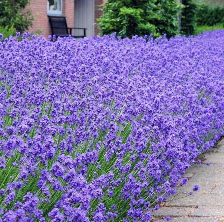 Lavendel 'Munstead' gaan nog bloeien