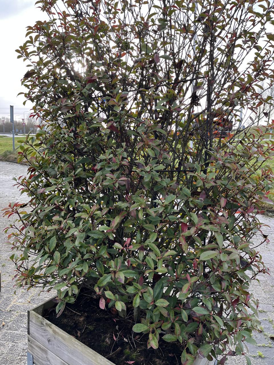 Red Robinia Photinia op stam (12 stuks)