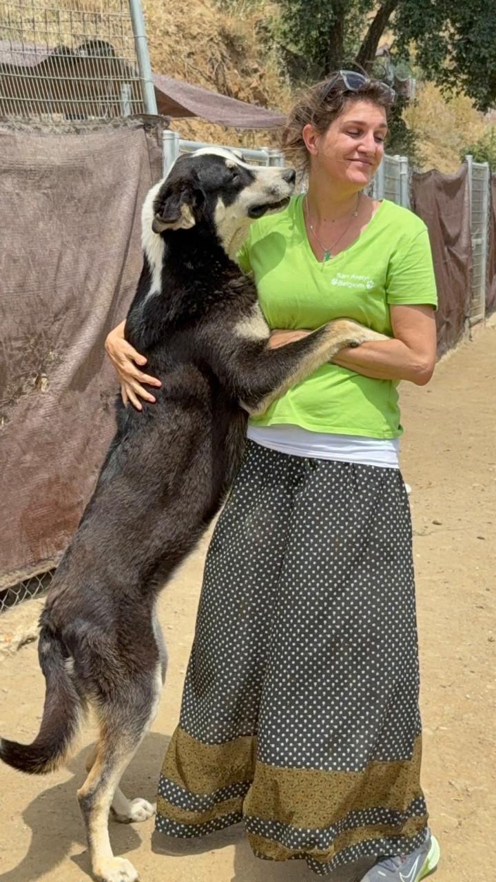 Alora Dog Rescue: Bibi wacht al zo lang op het juiste baasje