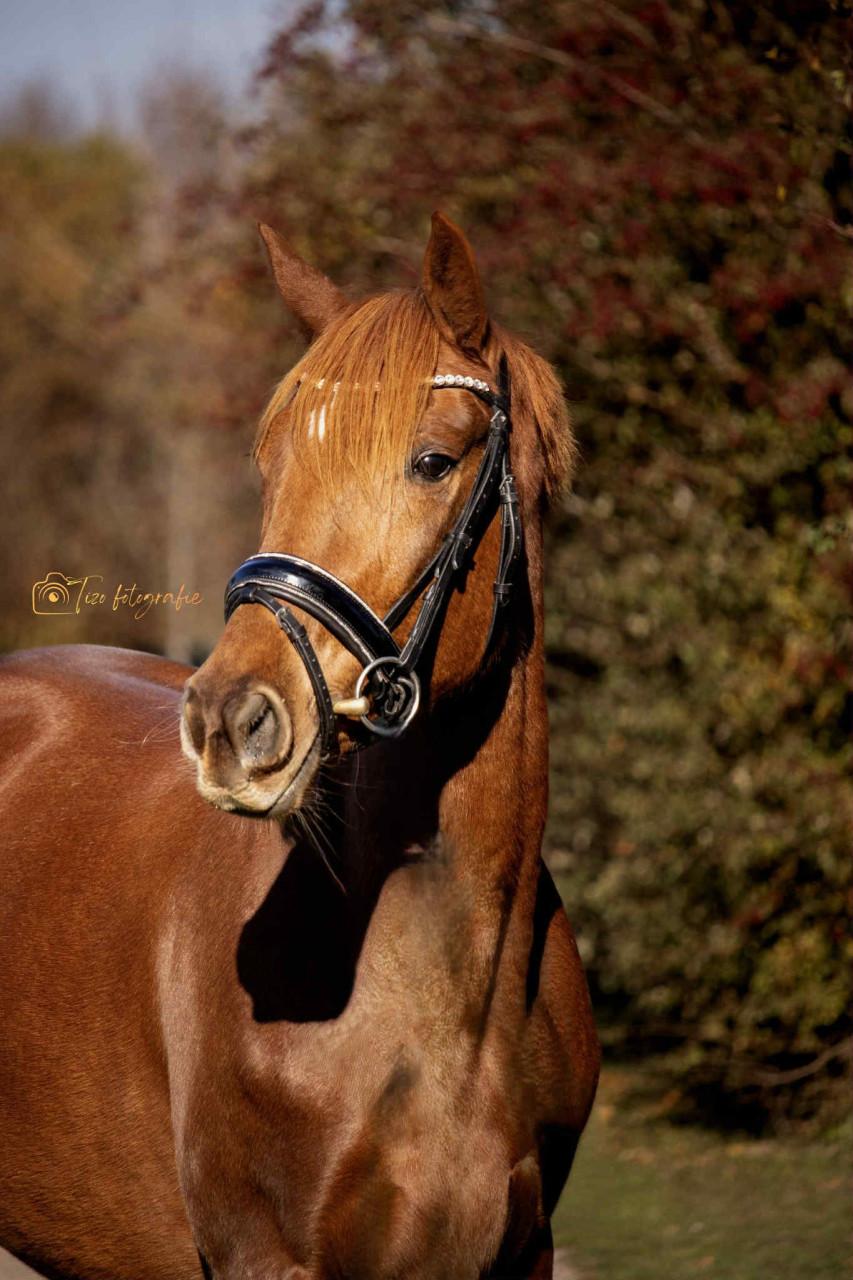 Te koop 3,5 jarige merrie,aangereden, makkelijk in de omgang, 4500,=