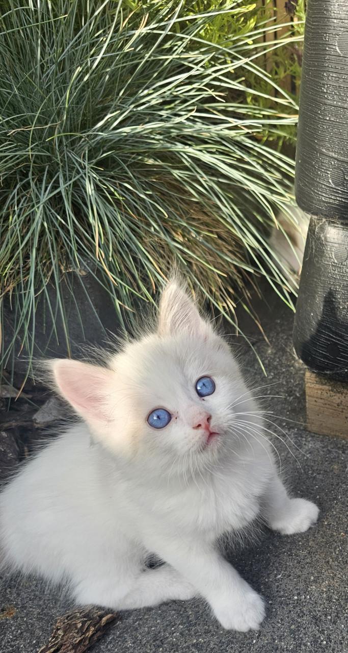 RAGDOLL  kittens
