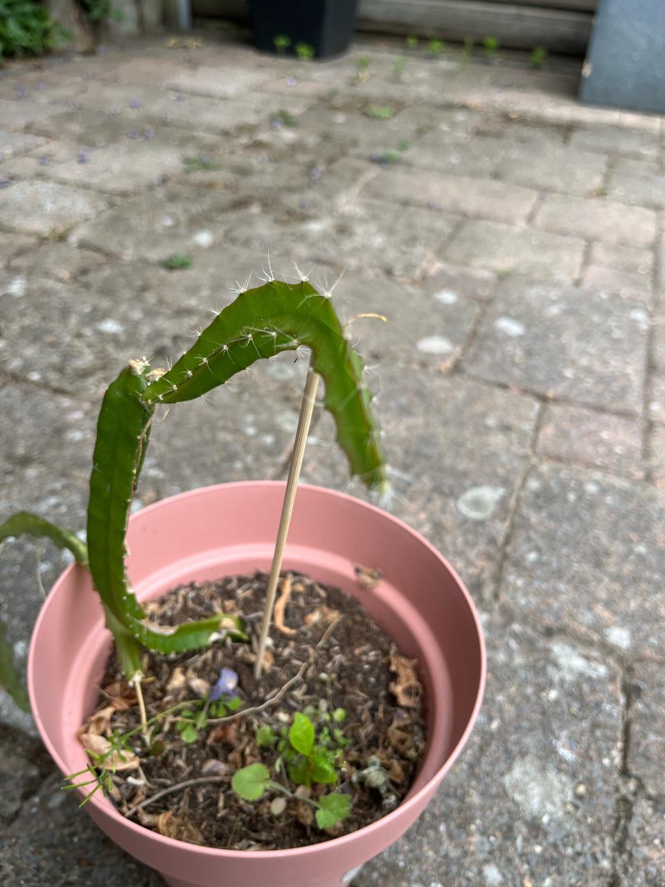 Dragon Fruit Cactus (Pitaya) Stekken 15-20cm met pot