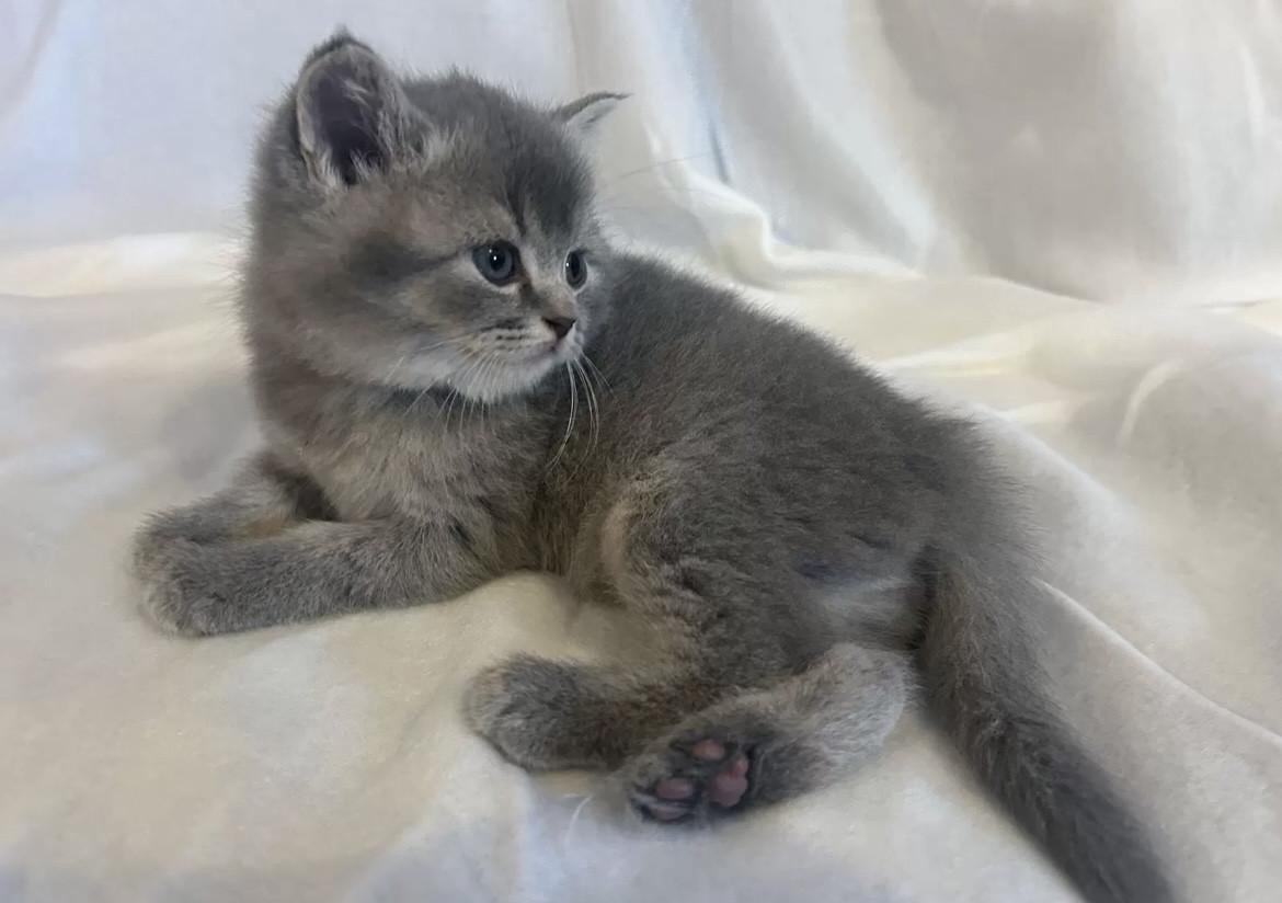 Kitten op zoek naar nieuw huisje