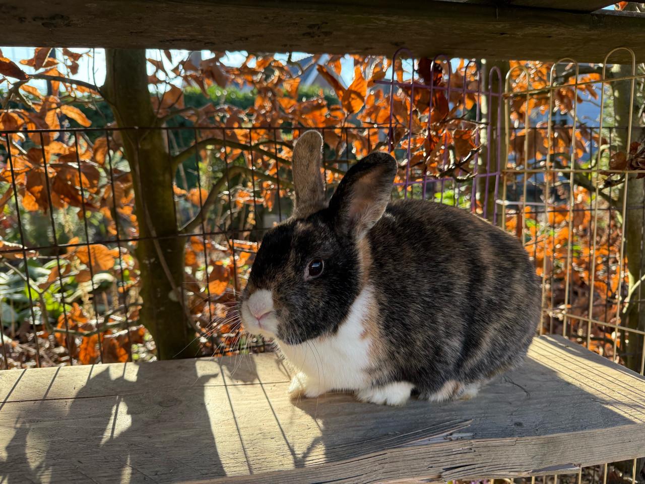 Gecastreerd mannetjes konijn