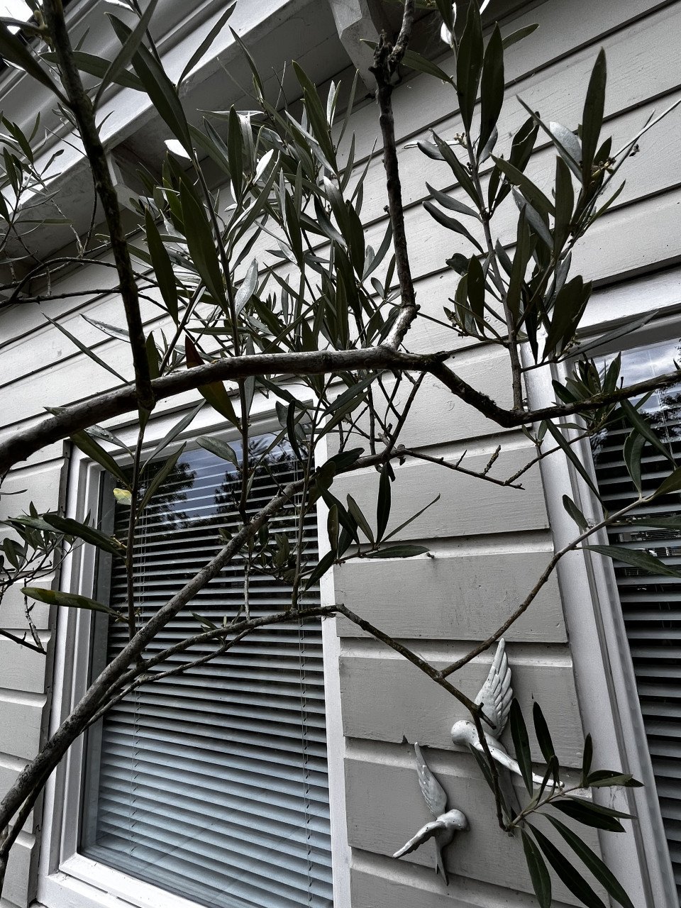 Olijfboom, 240 cm hoog, met stenen pot.