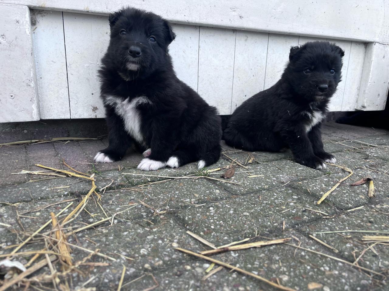 Puppies  duitse herder/ border collie