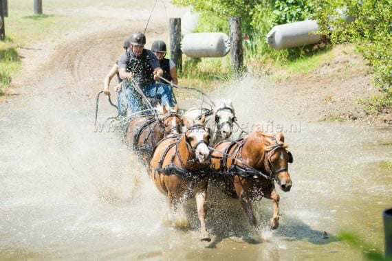 Brave Welsh pony bereden en betuigd