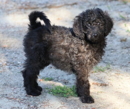Labradoodle F1B pups beschikbaar