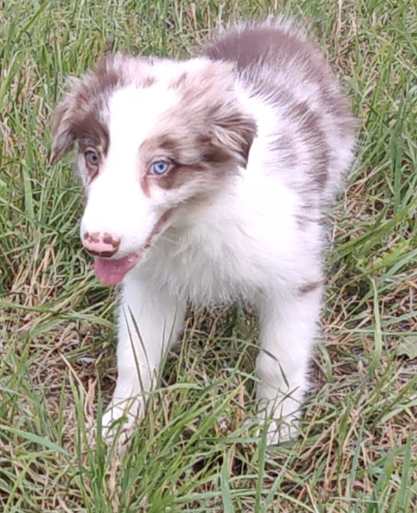 Border collie pups