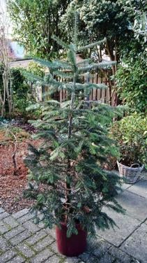 Kerstboom met kluit in emmer