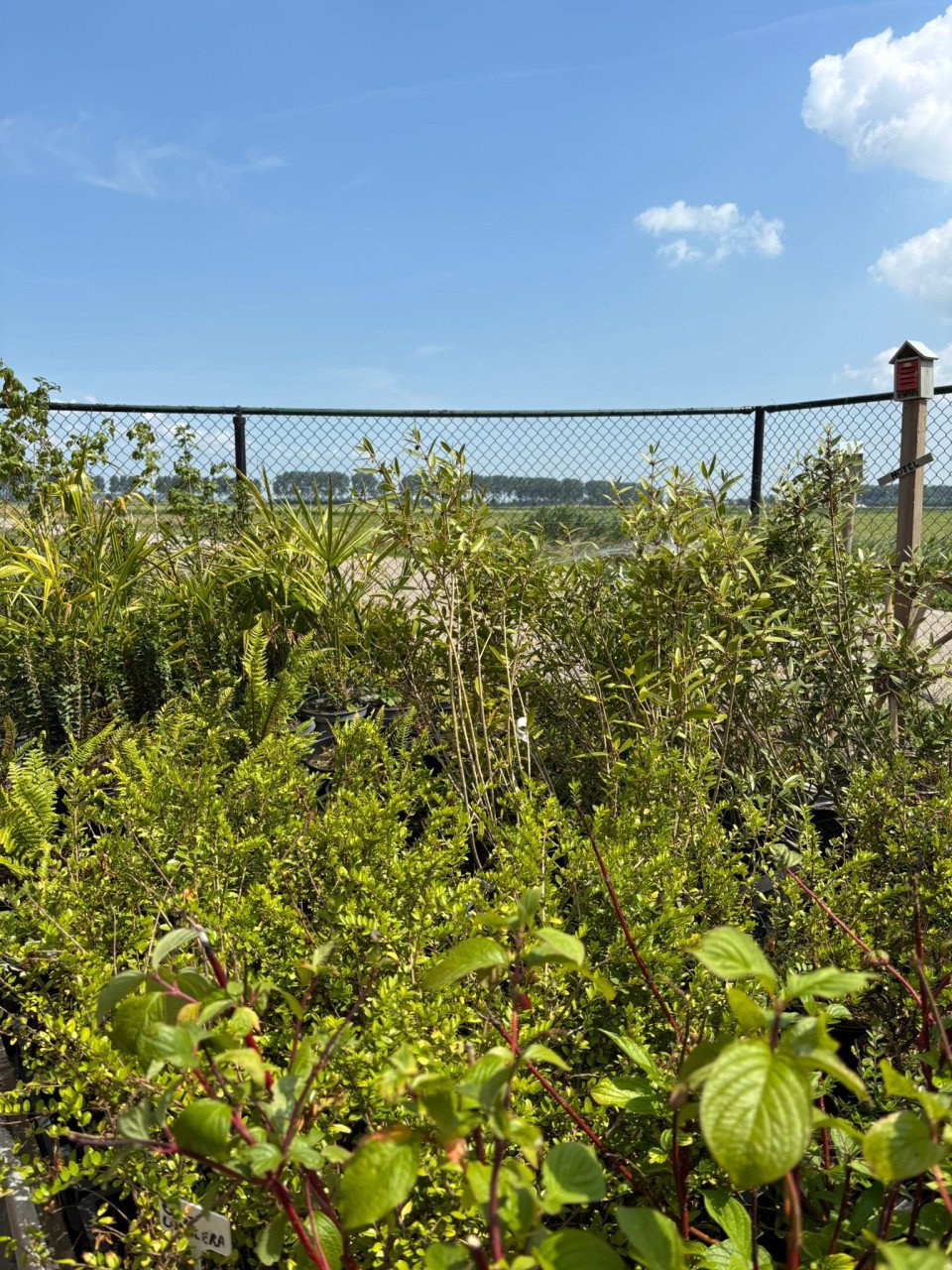 30% korting op alle planten, bomen en potten!