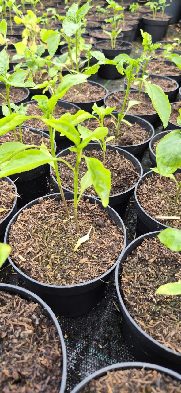 Aubergine-,peper-,puntpaprika-en cherrytomatenplanten