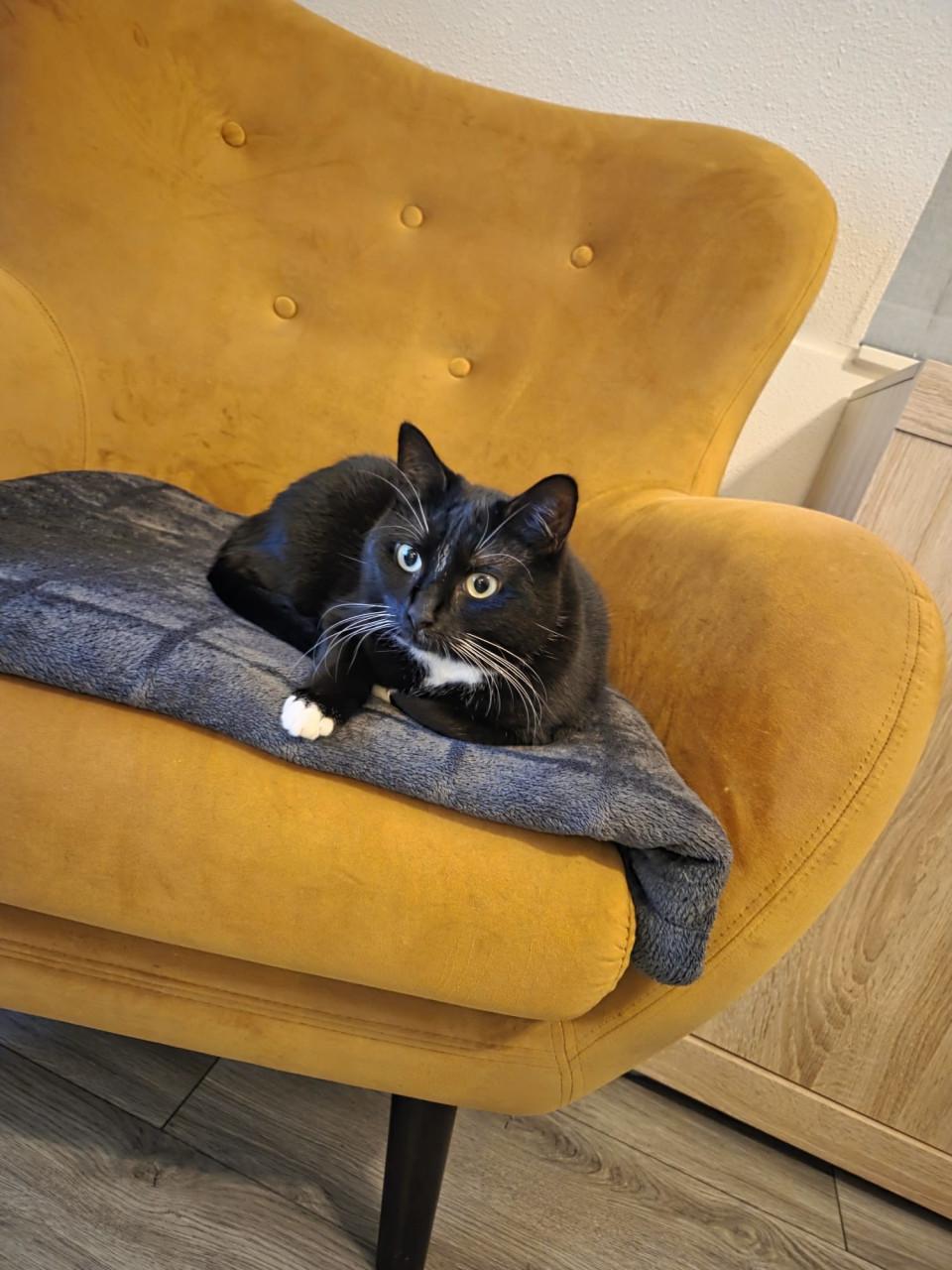 Poezen zoeken lief baasje♥️