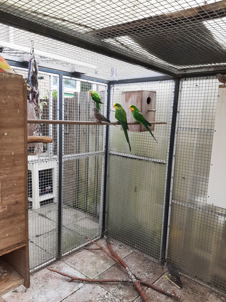 Parkieten