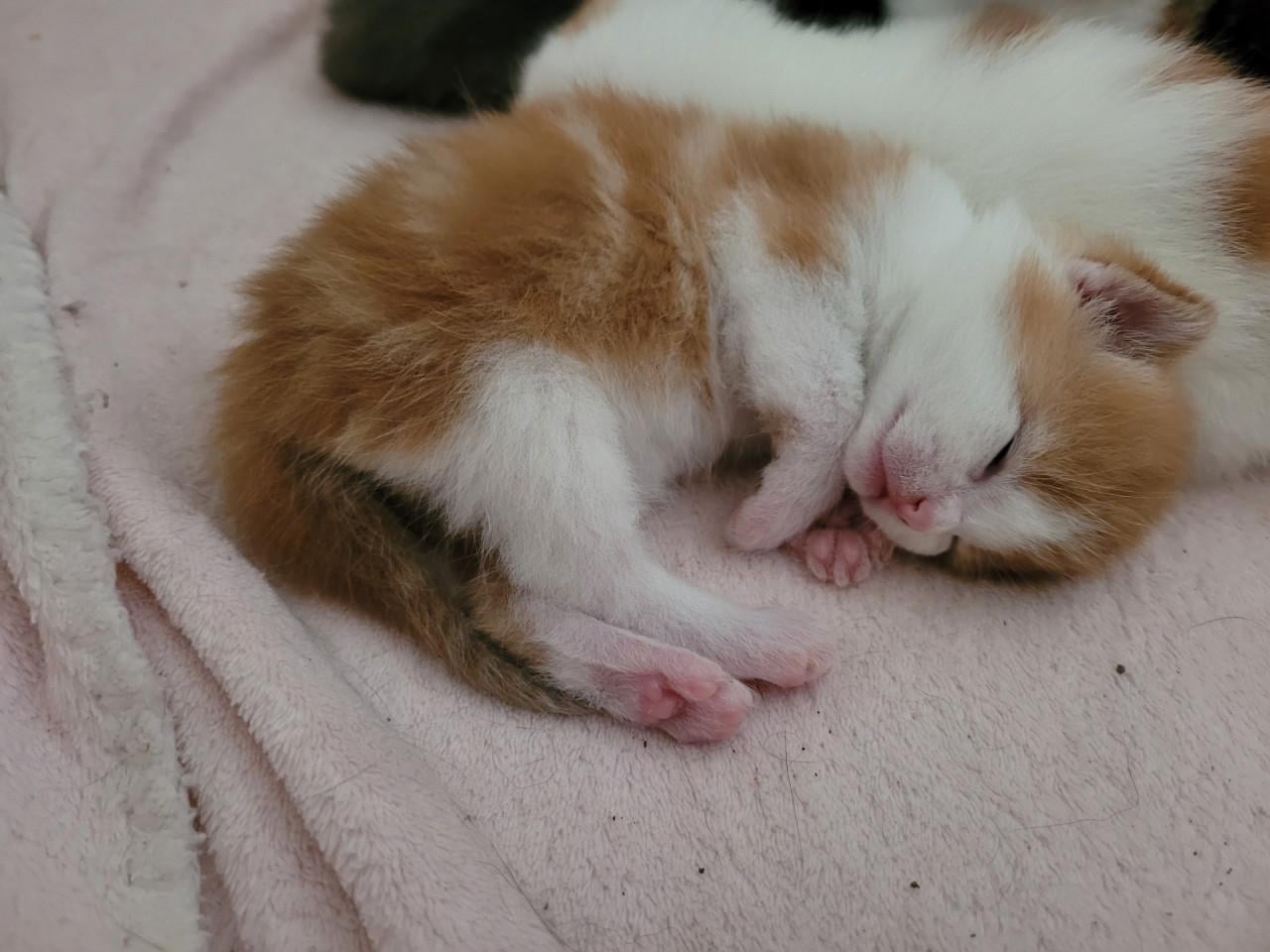 5 Kittens