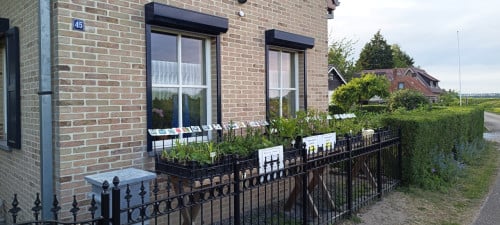 In ons plantenkraampje, mooie bijen,- en vlinderplanten voor €1,25 p/st !