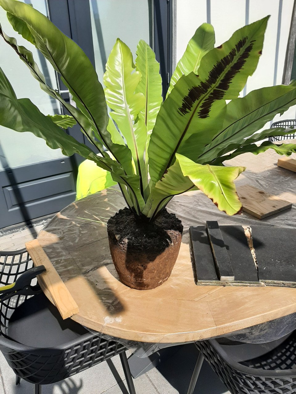 Mooie grote kamerplant