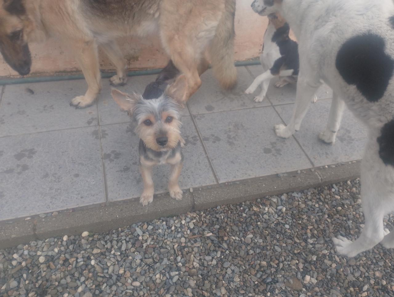 Alora Dog Rescue: Donny, deze lieverd zoekt een baasje