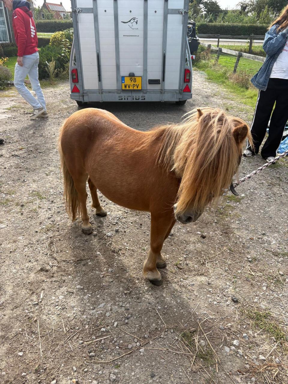 Te koop Shetland merrie