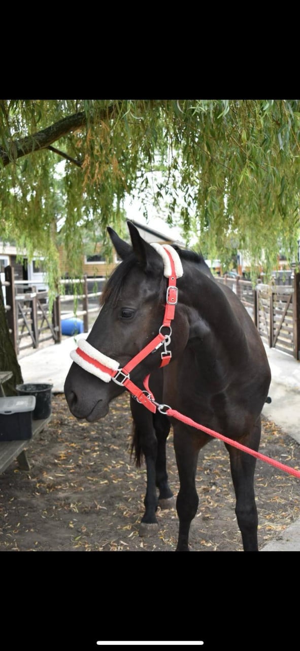 Mooie d pony te koop