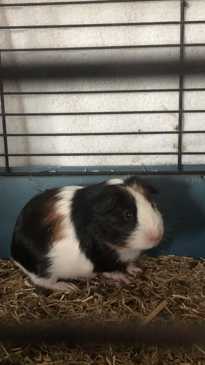 2 knappe cavia broertjes!
