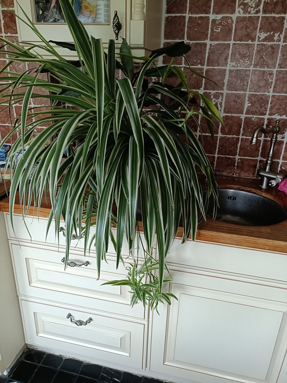 Kamerplanten en kleine courgette plantjes