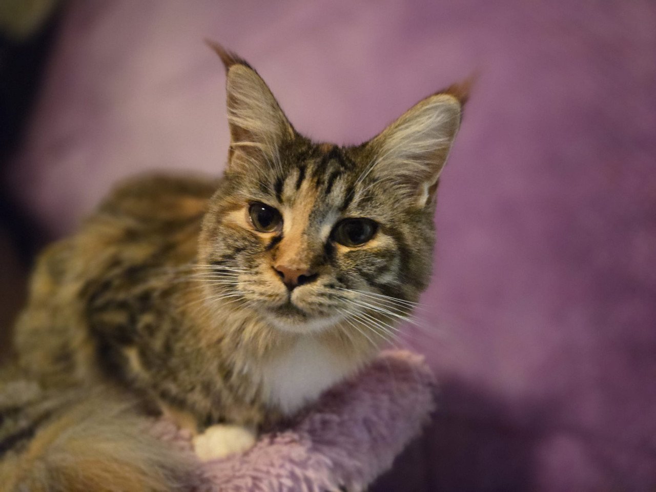 Maine coon poes met stamboom en fokrechten