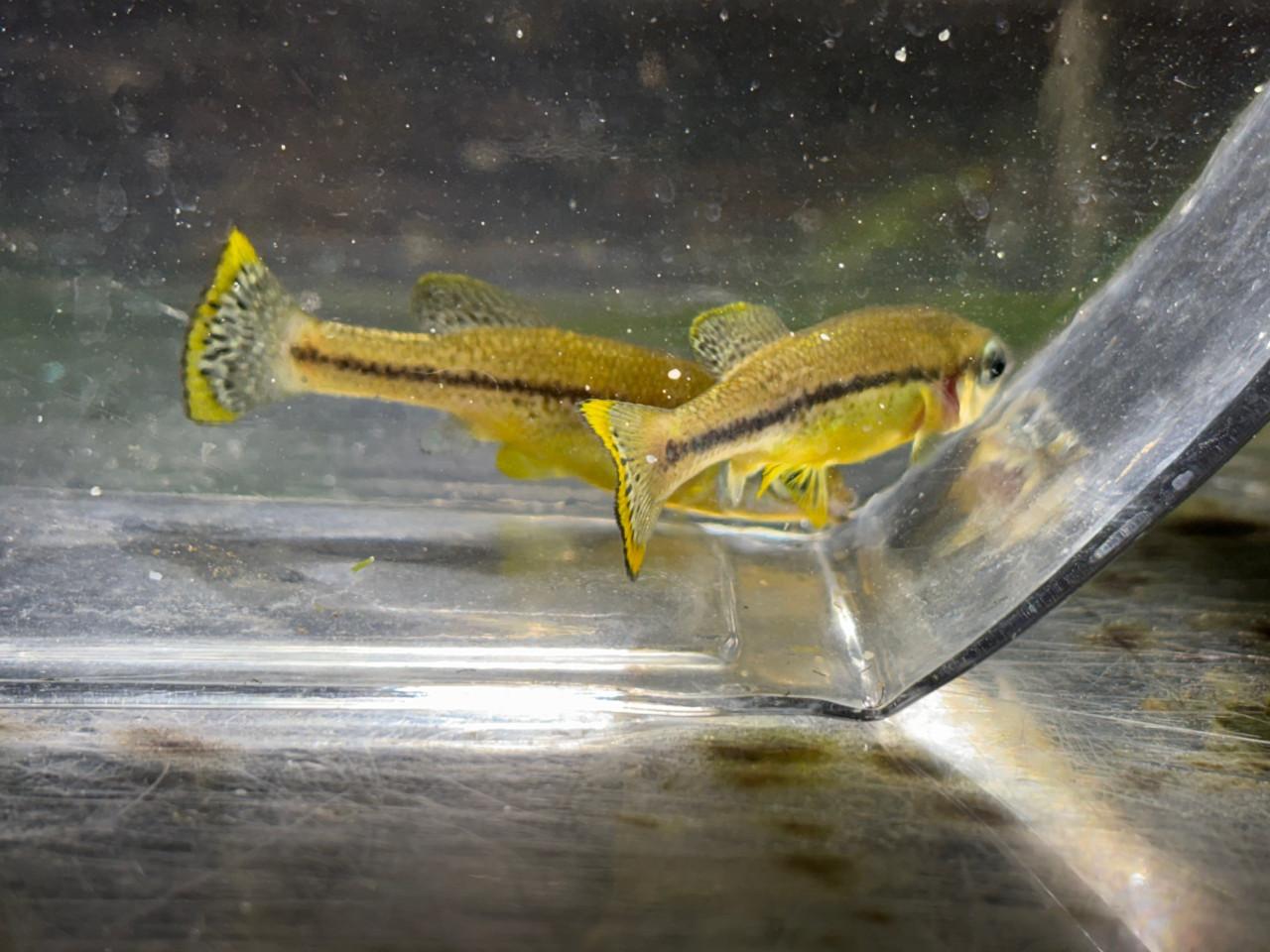 Ilyodon Furcidens "Cuauhtémoc"