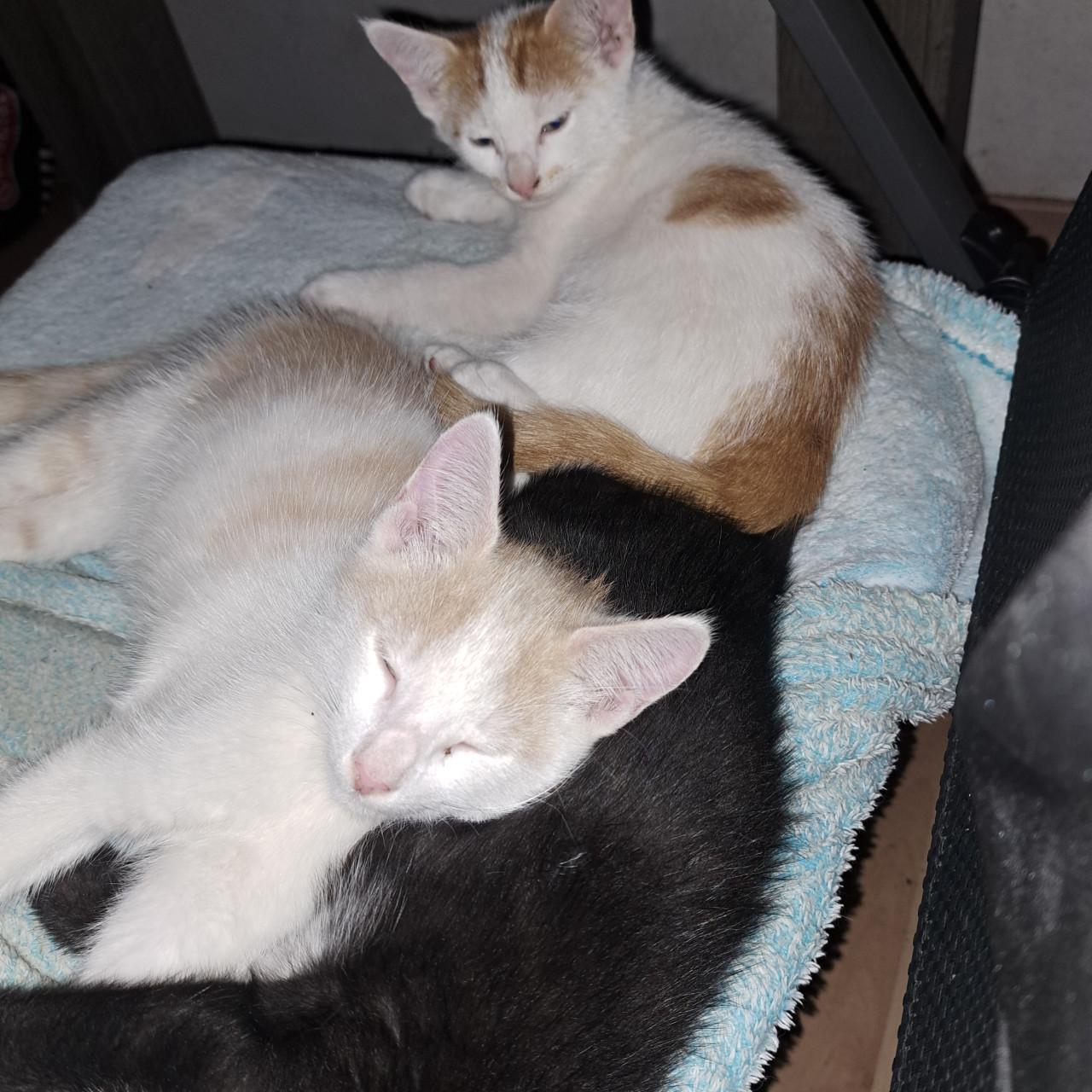 Super lieve kittens