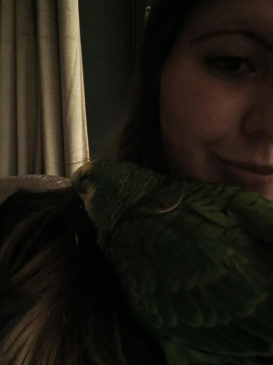 Blauwvoorhoofd amazone papegaai ♡
