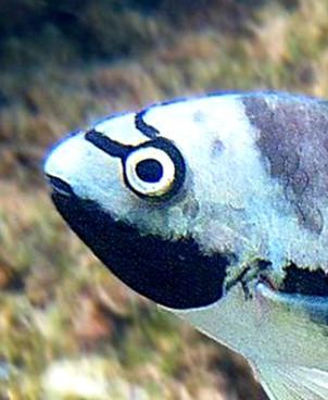 Tomocichla cichliden