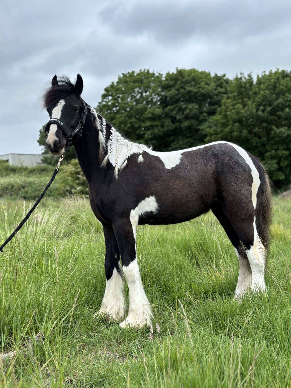 Super lieve Tinker merrie