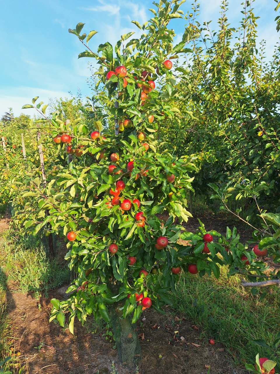 Nieuwe oogst fruit