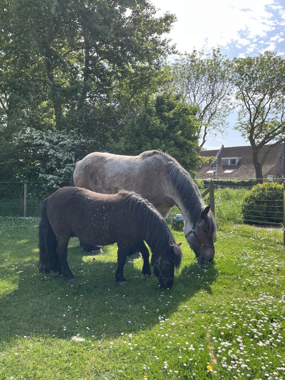 Trekpaard merrie