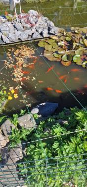 Groudvissen klein en groot zwart, oranje, gemixte