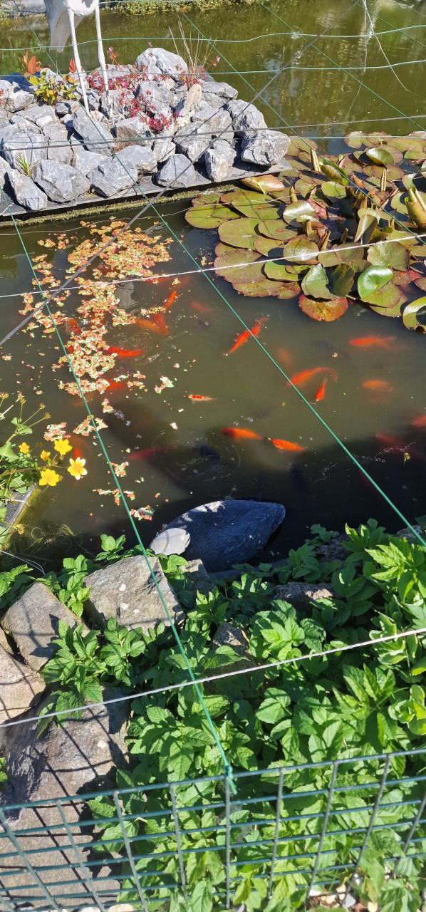 Groudvissen klein en groot zwart, oranje, gemixte
