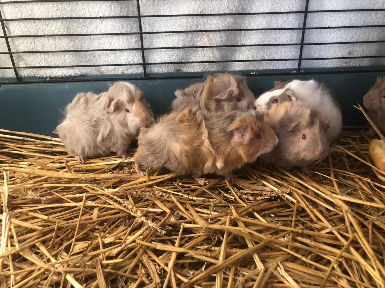 Baby cavia’s!!