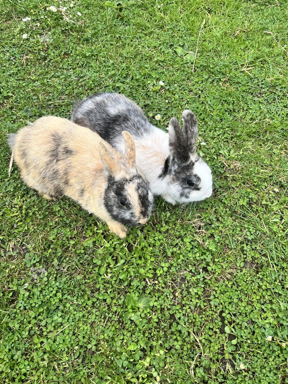 2 mannetjes te koop plus paspoort