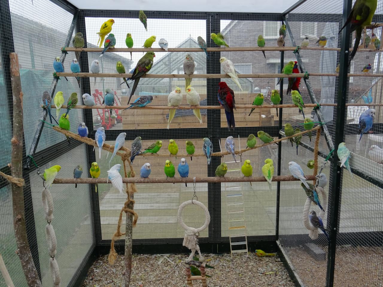 Te koop mooie gezonde grasparkieten broedrijp en ook  jongere