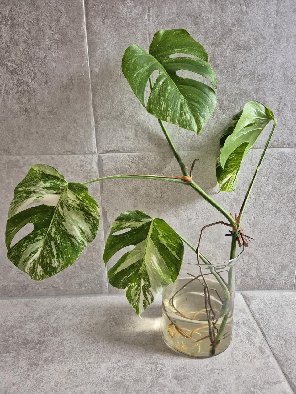 Monstera Albo variegata stek. Geworteld