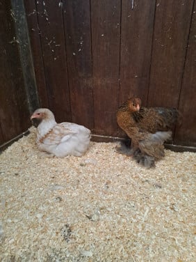 2 brahma hennen