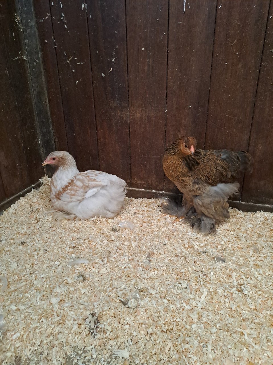 2 brahma hennen