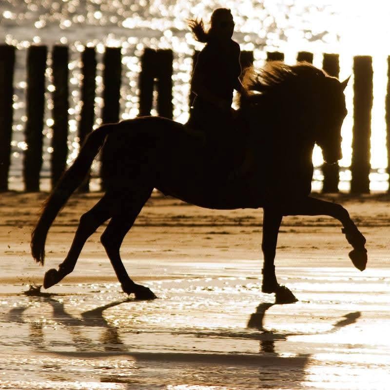 Gezocht: ons droomhuis met ruimte voor onze paarden