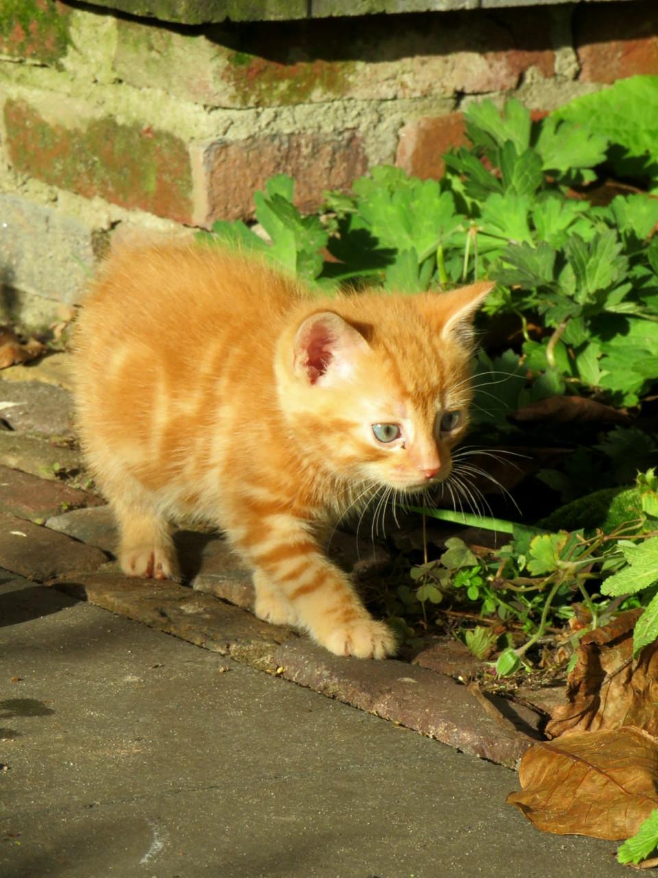 Kittens