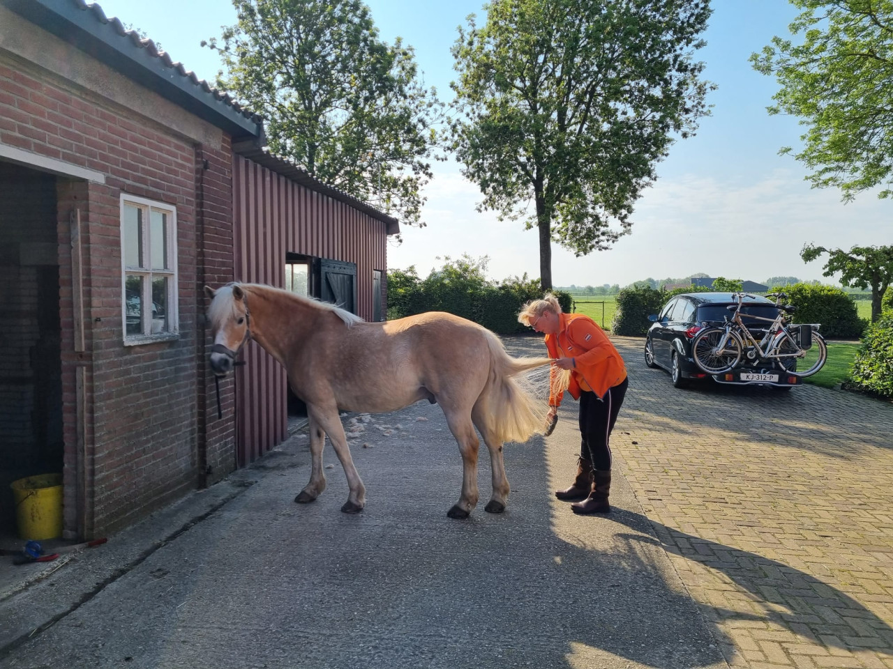 Paard