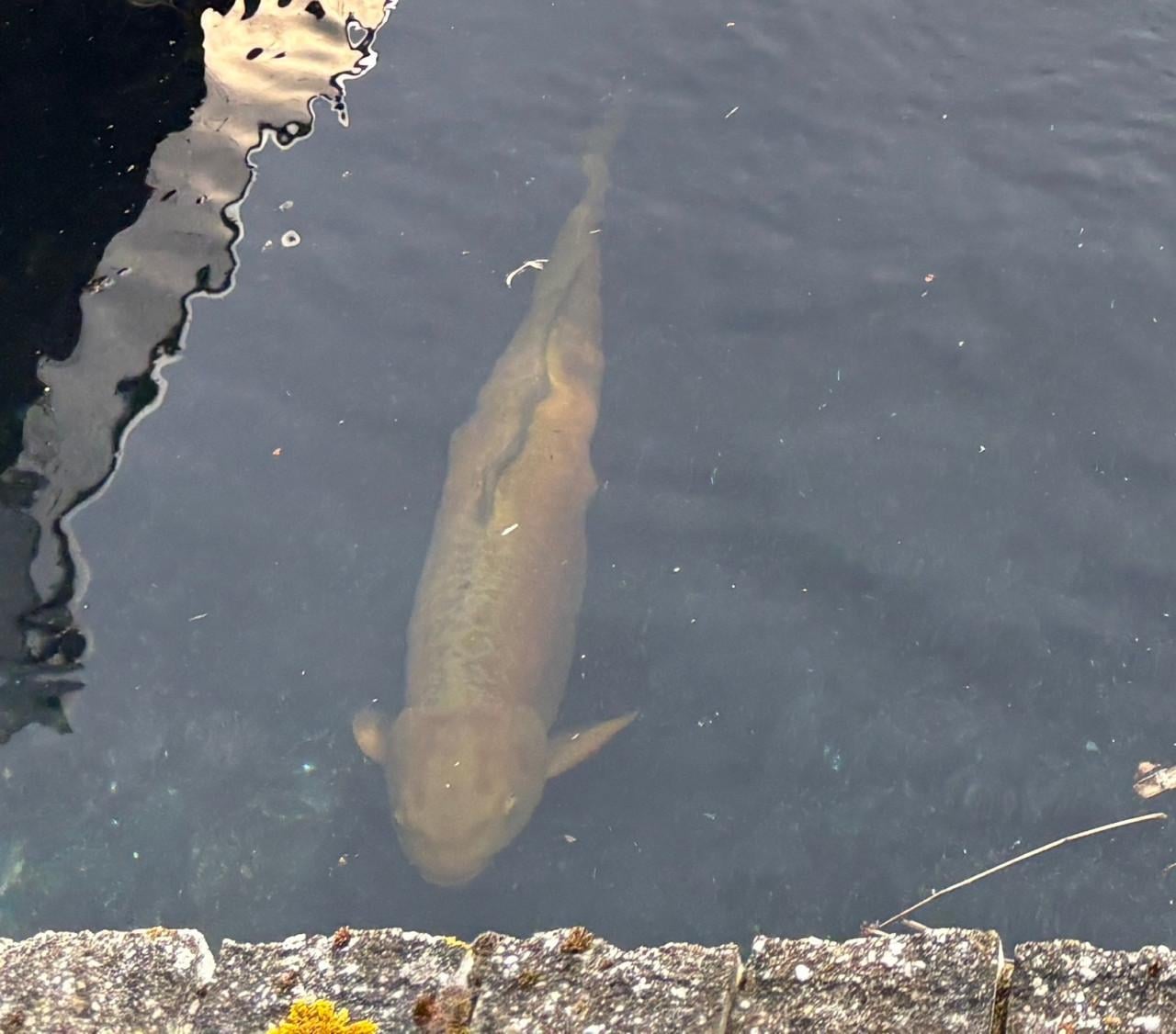 Koi groot Oranje-bruin