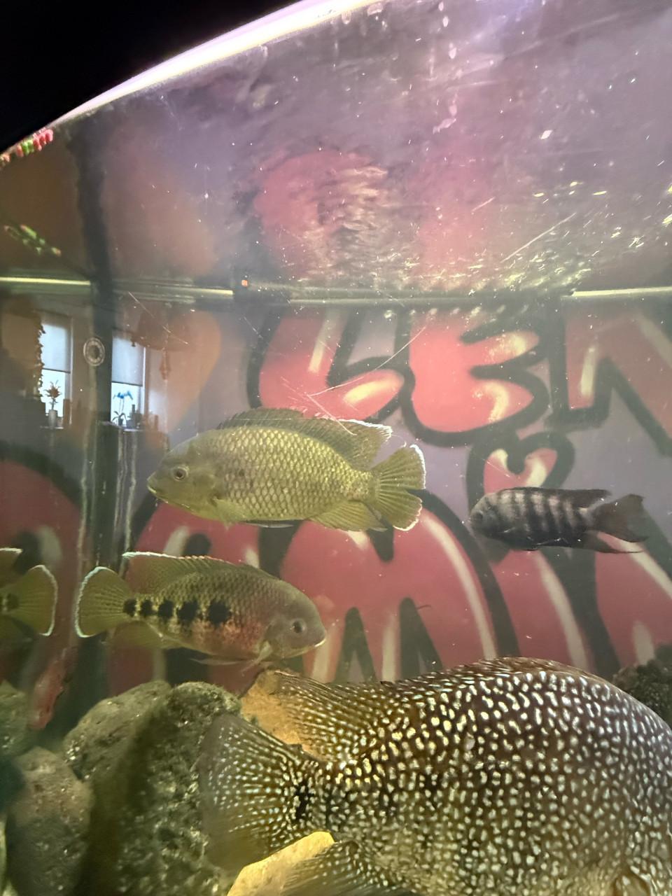 Mooie Amerikaanse cichliden te koop / te ruil!