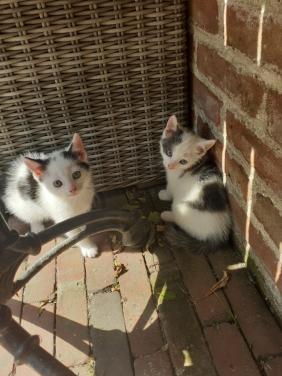 Kittens